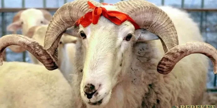 kurbanlık koyun